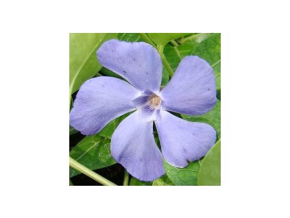 Brčál barvínek menší RUBRA