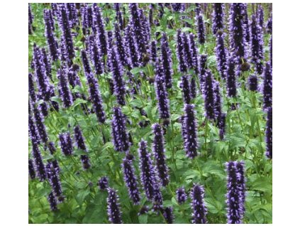 Agastache BLACK ADDER