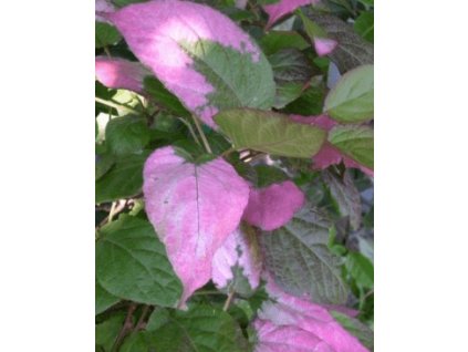 Kiwi - Actinidia kolomikta ADAM - samec