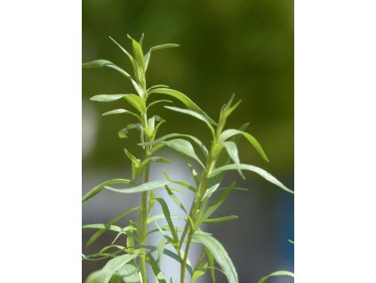 tarragon 115368 1280