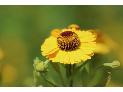 sun bride 8243076 1280