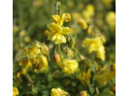 Devaterník SULPHUREUM PLENUM