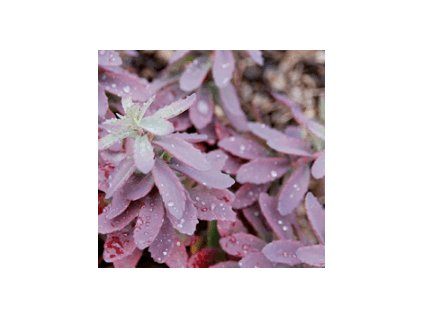 Rozchodník PLUM PERFECTION