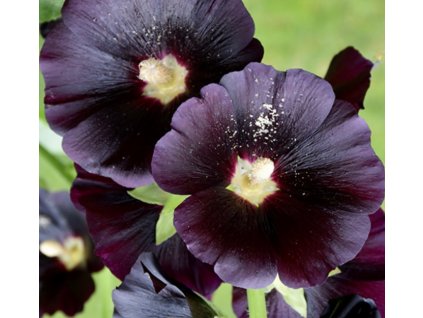 Proskurník topolovka- sazenice