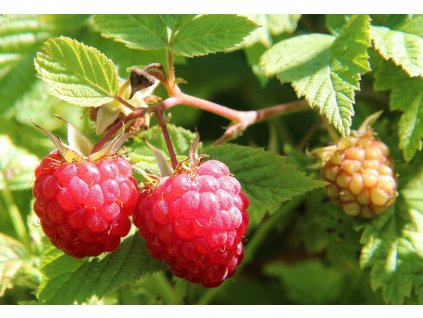 raspberries 1700485 1280