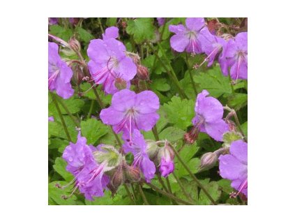Kakost - Geranium cantabrigiense CAMBRIDGE