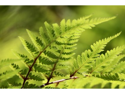 fern 8092522 1280
