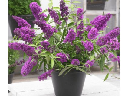 Komule davidova TUTTI FRUTTI