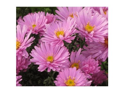 Hvězdnice ROSENWICHTEL @