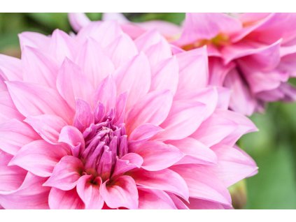 close up macro flower