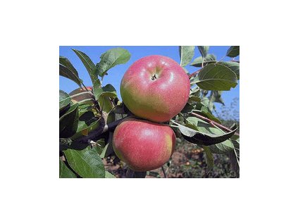 Jabloň ONTARIO - A2