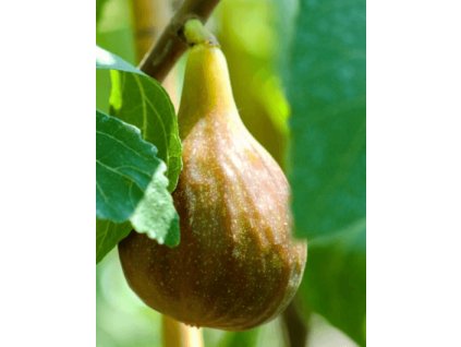 Fíkovník smokvoň MELANZANA K1