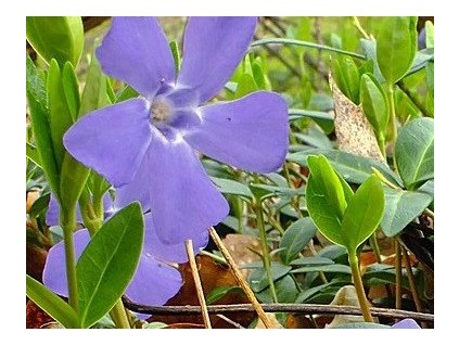 Brčál barvínek menší