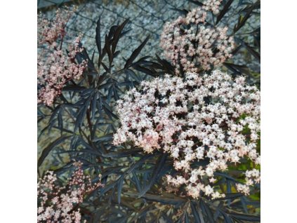 Bez černý BLACK LACE - K5