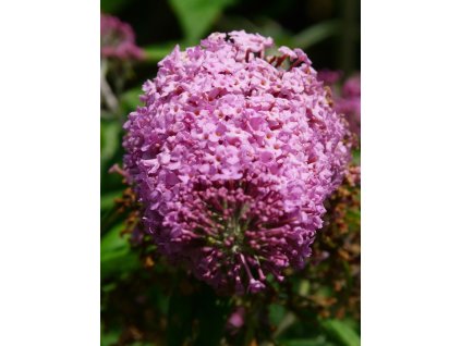 buddleia 8801 1280