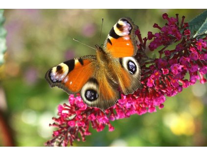 butterfly 7569657 1280