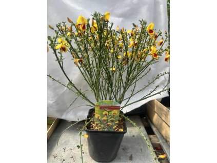 Čilimník FIREFLY - 3 leté