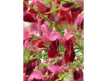 cytisus scoparius 123155 1280