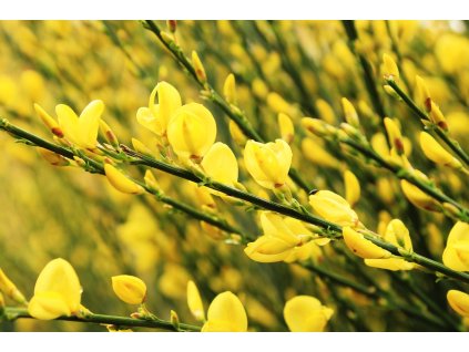 yellow 4124888 1280(1)