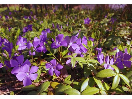 periwinkle 5152019 1280