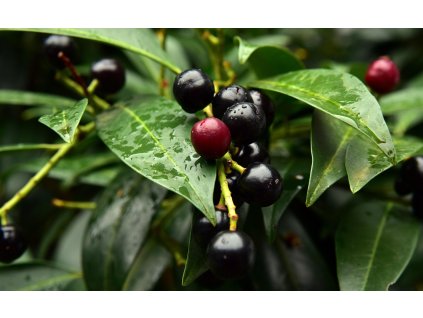 laurel cherry 3663090 1280