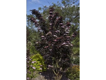 Sambucus Black Tower
