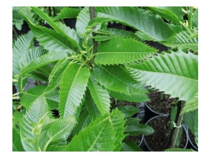 Kaštanovník setý SWEET DREAMS