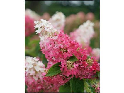 614673086 1652507919258717 1762354736763515980 n