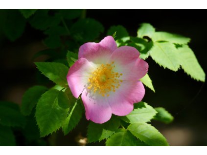 dog rose 8092523 1280