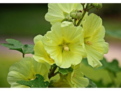 Len žlutý COMPACTUM