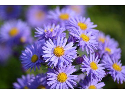 neelam279 asters 9870320