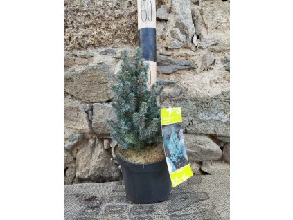 Smrk sivý ´Sander´s Blue´