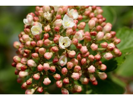 Viburnum × burkwoodii