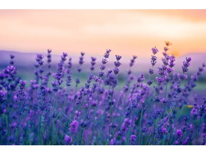 Levandule úzkolistá BLUE SCENT