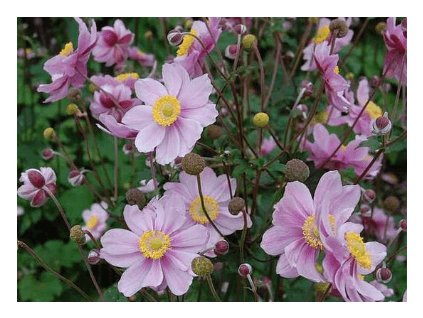 Sasanka japonská SEPTEMBER CHARM