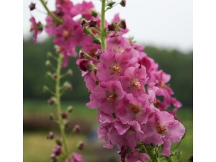 Divizna brunátná ROSETTA