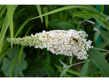 pollydot buddleia 269771 1280