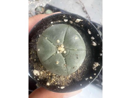 Lophophora williamsii