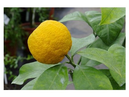 skorosplyj 20140206 1568841329