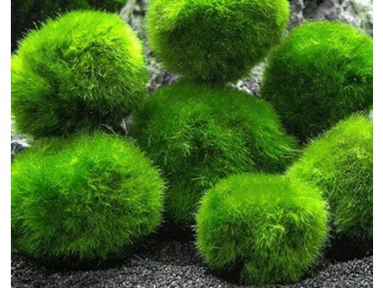 Řasokoule - Cladophora aegagropila