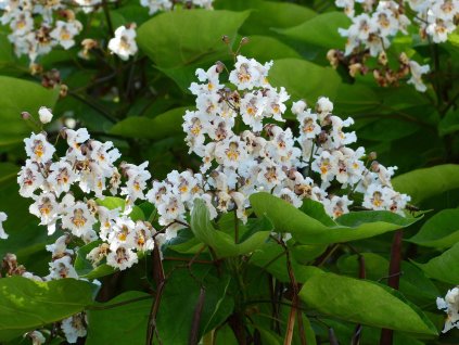 hans inflorescence 167838 1280