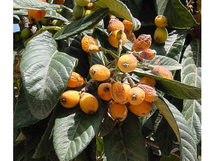 Mišpule japonská - LOKVÁT - Eriobotrya japonica, 10-20cm, K