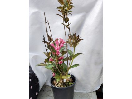 Vajgélie květnatá VICTORIA, K1