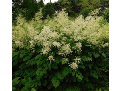 Udatna - Aruncus dioicus PEARL WHITE