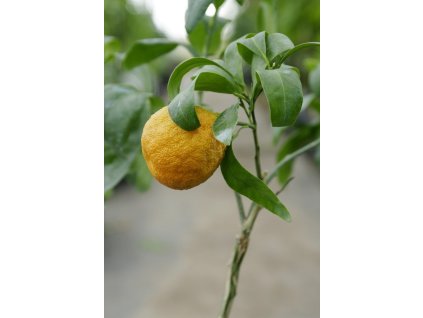 sanford f2 curafora 20170120 1488329544