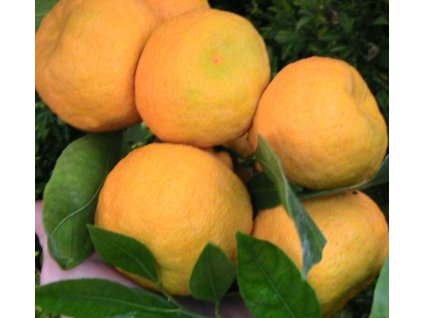 Mandarinka ´PRIMOSOLE´