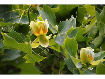 liriodendron 5273728 1280