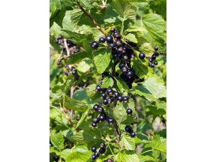 Rybíz černý TSEMA - keř