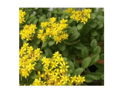 Rozchodník - Sedum middendorffianum GÖTINGEN