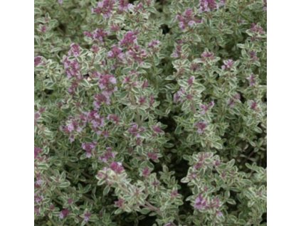 Mateřídouška citronová SILVER QUEEN